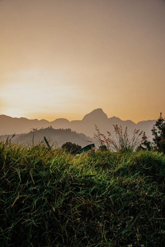 Café Verde de Altura