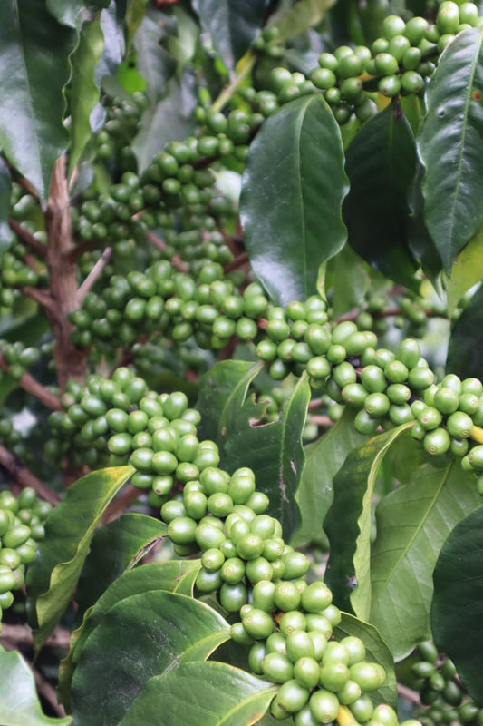 Microlote Edición Especial Lavado (Próximamente)