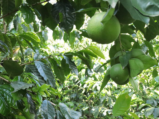 Microlote Edición Especial Semilavado (Próximamente)