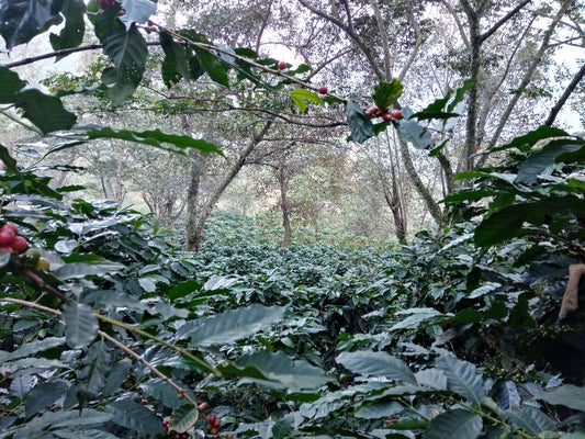 Microlote Edición Especial Enmielado (Próximamente)