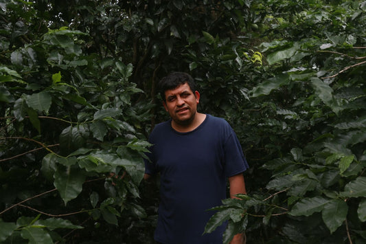 Microlote Edición Especial Natural (Próximamente)