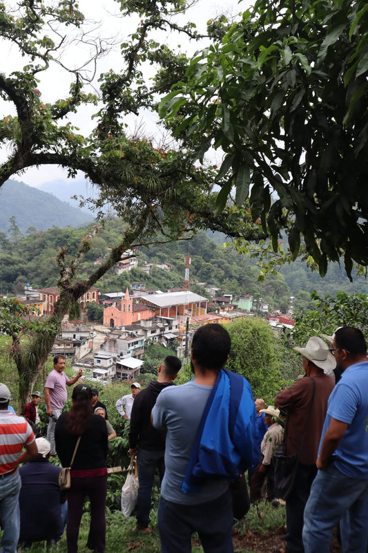 Café Verde "Especial Totutla"