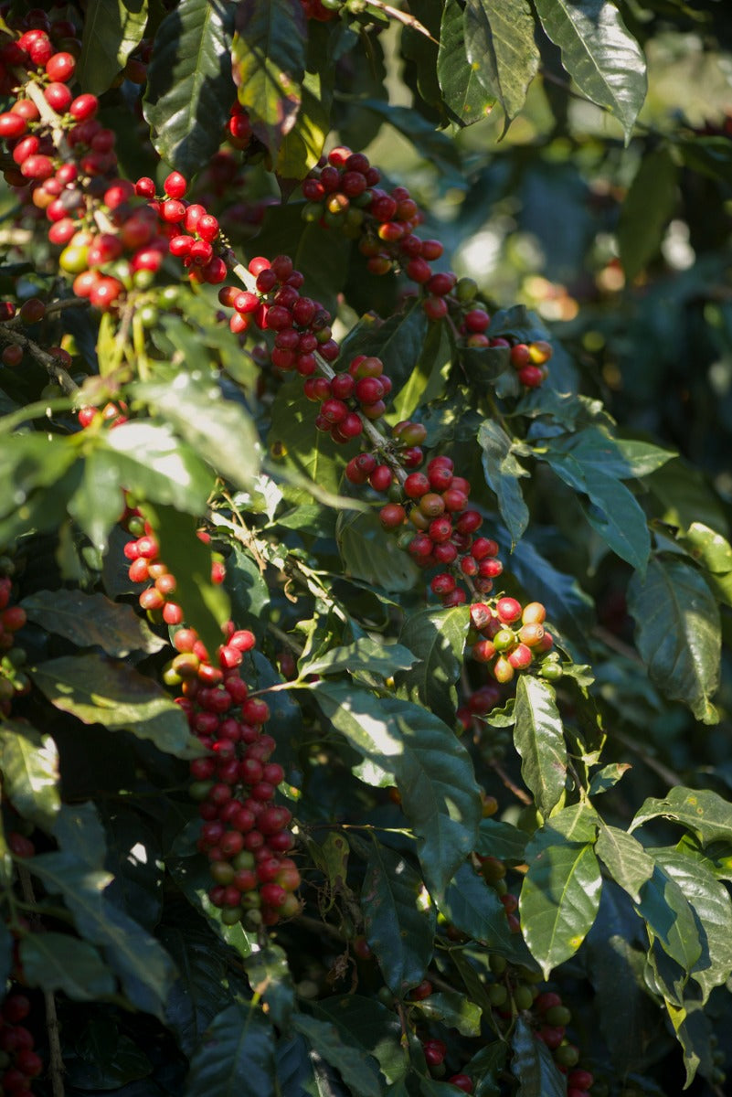 Café Verde de Altura