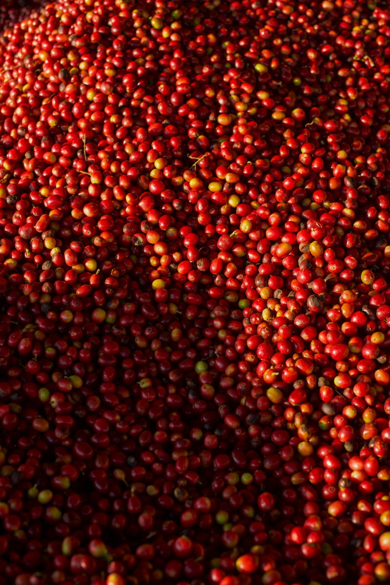 Café Verde de Altura