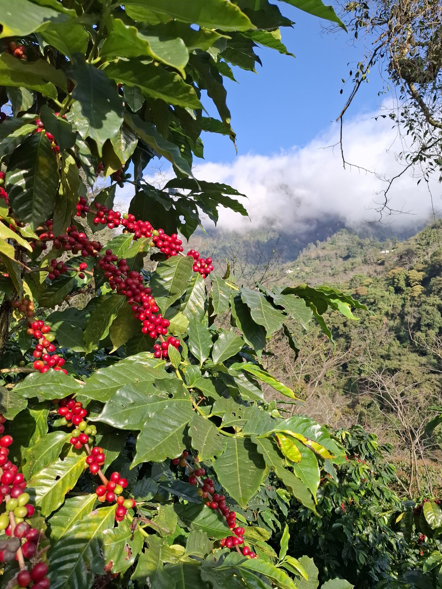 Edición Especial Black Honey